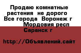 Продаю комнатные растения  не дорого - Все города, Воронеж г.  »    . Мордовия респ.,Саранск г.